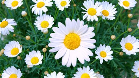 Daisy Blooms